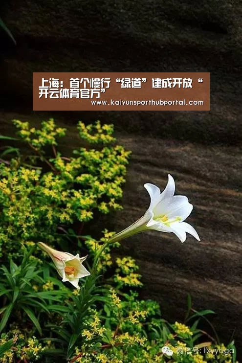 上海:首个慢行“绿道”建成开放“开云体育官方”(图1) 开云体育官方
